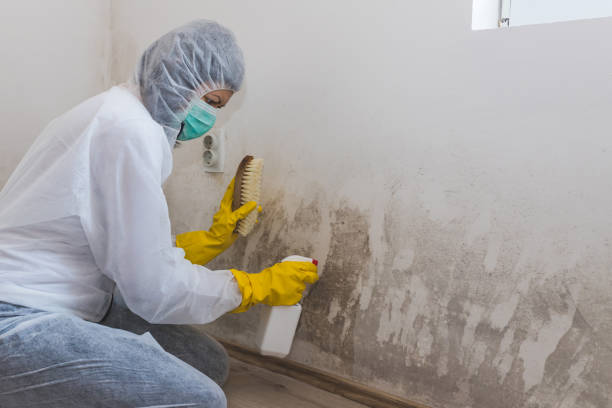 Best Attic Mold Removal  in Bay Pines, FL