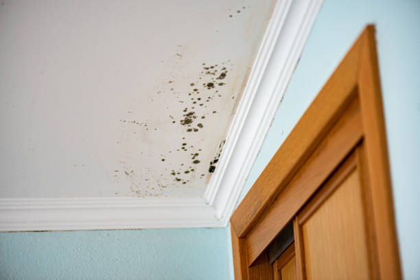 Office Mold Removal Services in Bay Pines, FL