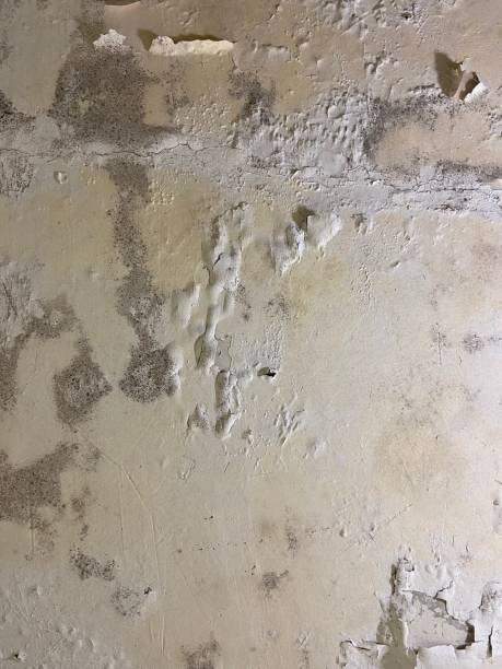 Best Mold Damage Repair  in Bay Pines, FL