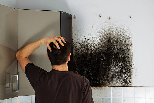 Best Black Mold Removal  in Bay Pines, FL