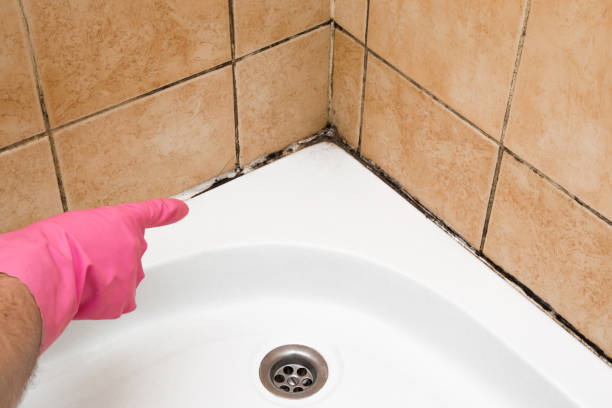 Best Crawl Space Mold Removal  in Bay Pines, FL